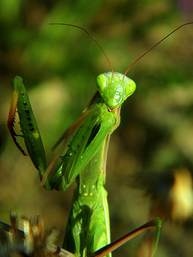 modlivka zelená  Mantis religiosa