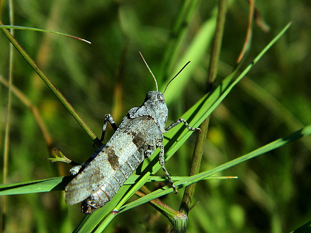 koník modrokrídly Oedipoda caerulescens