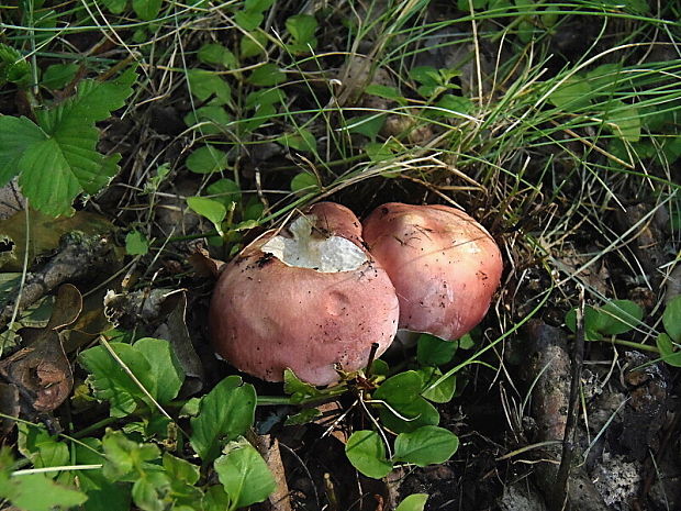 plávka rumencová Russula pseudointegra Arnould & Goris