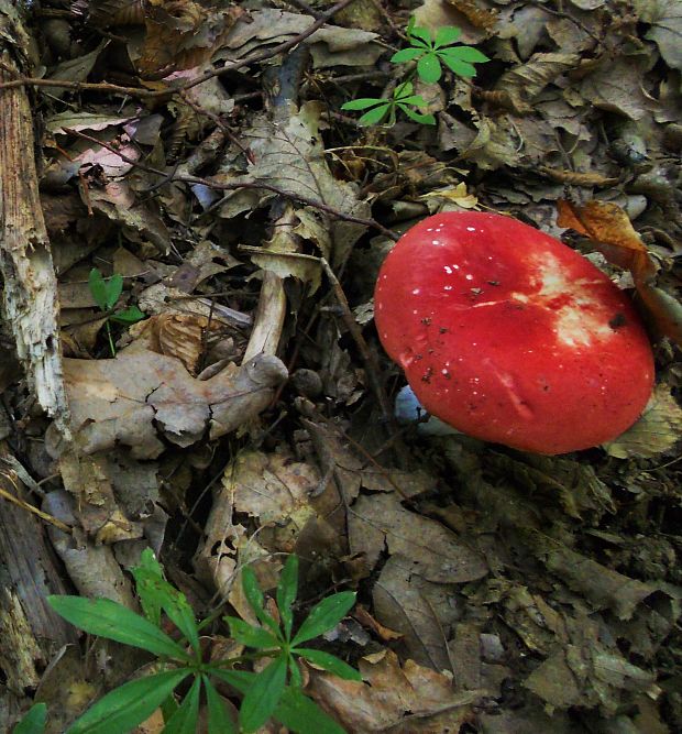 plávka ružovohlúbiková Russula roseipes Secr. ex Bres.