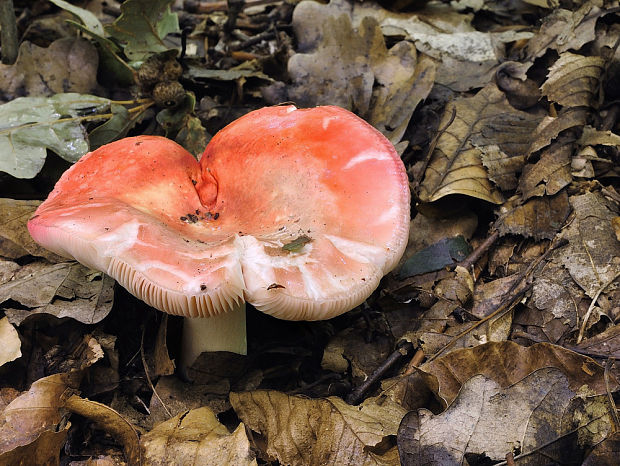 plávka Russula sp.