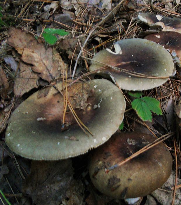 plávka Wernerova Russula werneri Maire