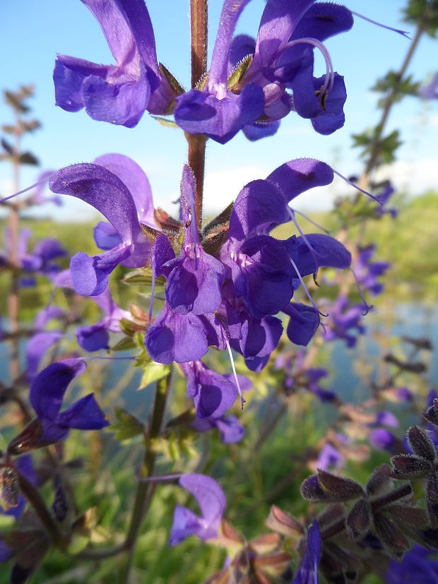 šalvia lúčna Salvia pratensis L.