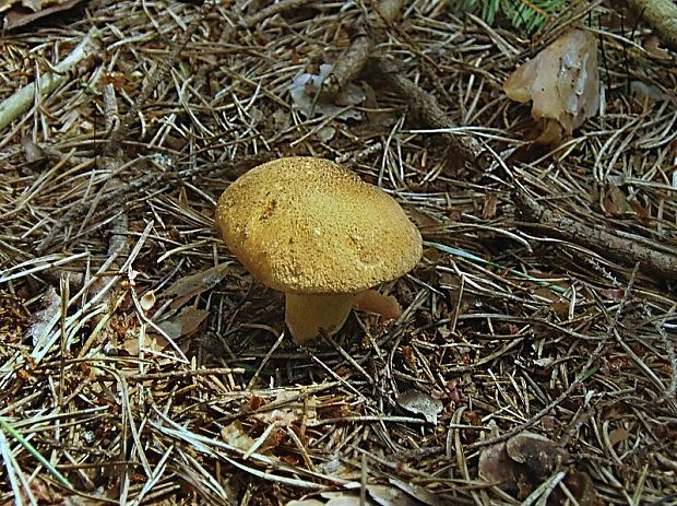 masliak strakatý Suillus variegatus (Sw.) Kuntze