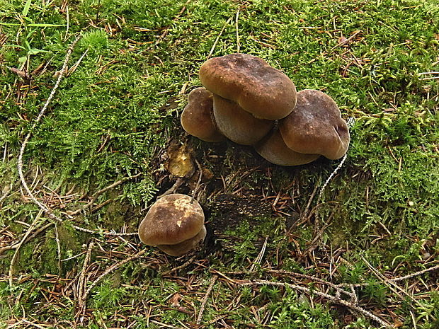 čechračka tmavohlúbiková Tapinella atrotomentosa (Batsch) Šutara