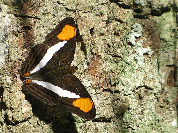 motýľ Adelpha thessalia