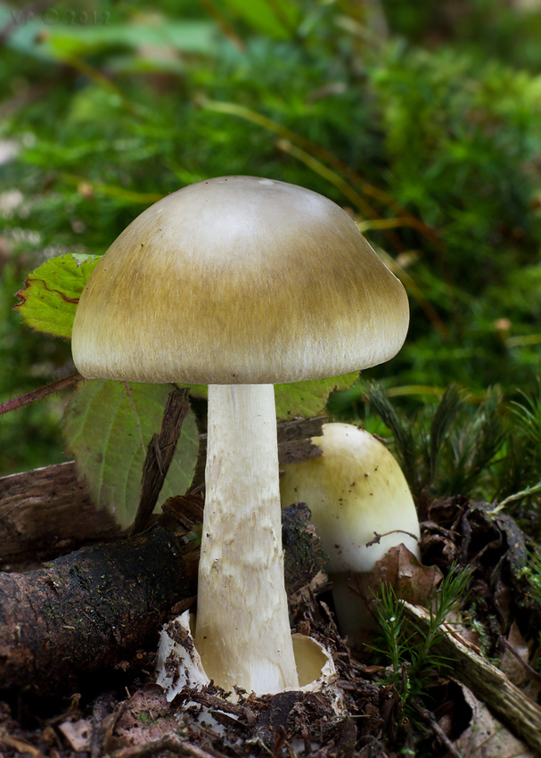 muchotrávka zelená Amanita phalloides (Vaill. ex Fr.) Link