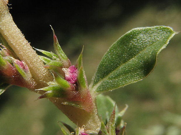 láskavec biely Amaranthus albus L.