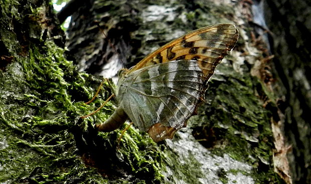 perlovec striebristopásavý -samička Argynnis paphia