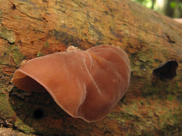 uchovec bazový Auricularia auricula-judae (Bull.) Quél.