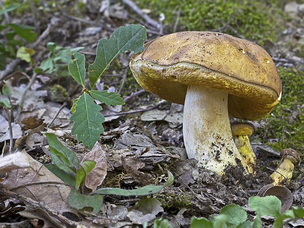 hríb príveskatý Butyriboletus appendiculatus (Schaeff. ex Fr.) Secr.