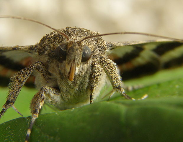 stužkavec topolový Catocala elocata