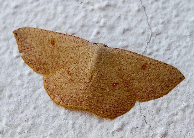 piadica očkatá Cyclophora puppillaria