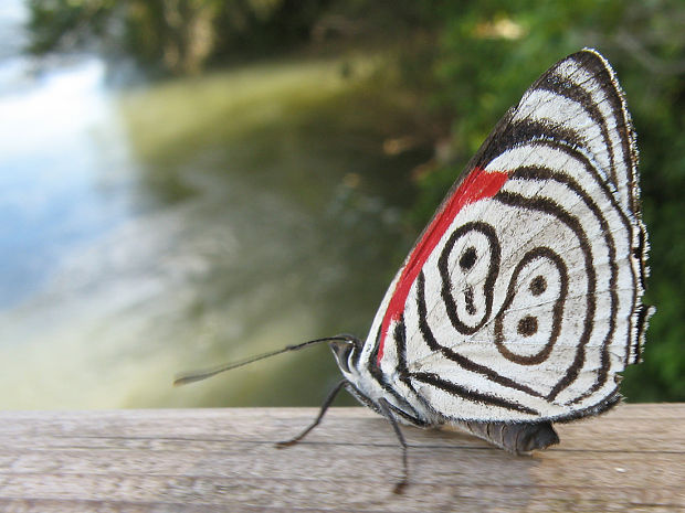 motýľ Diaethria neglecta