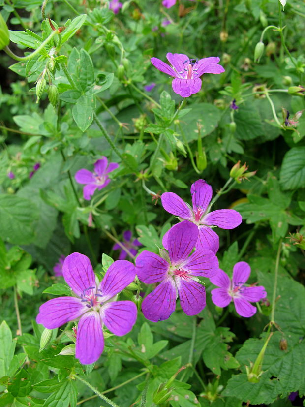 pakost močiarny Geranium palustre L.