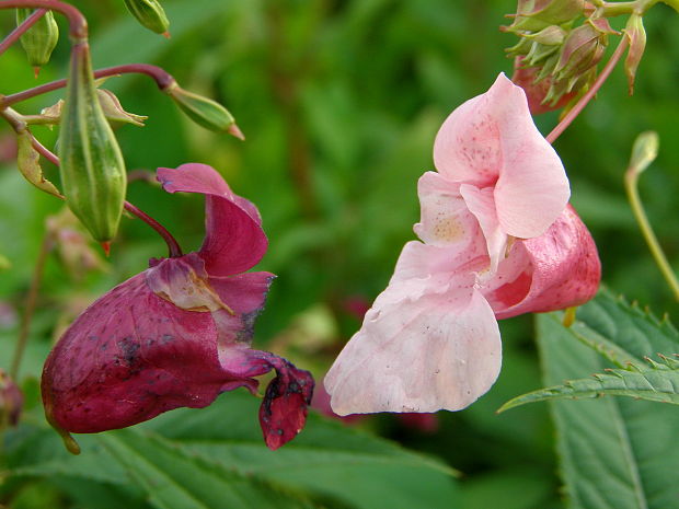 netýkavka žliazkatá Impatiens glandulifera Royle