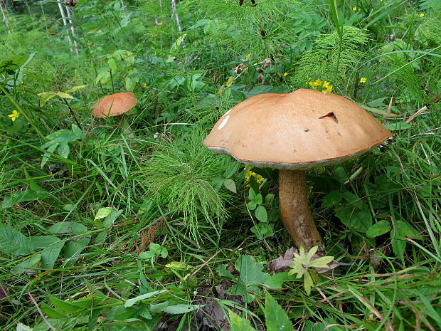 kozák osikový Leccinum albostipitatum den Bakker & Noordel.