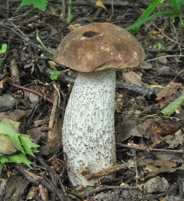 kozák brezový Leccinum scabrum (Bull.) Gray