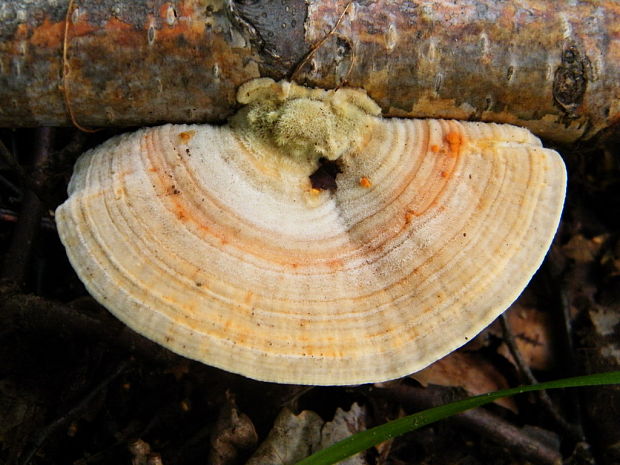 lupeňovka brezová Lenzites betulina (L.) Fr.