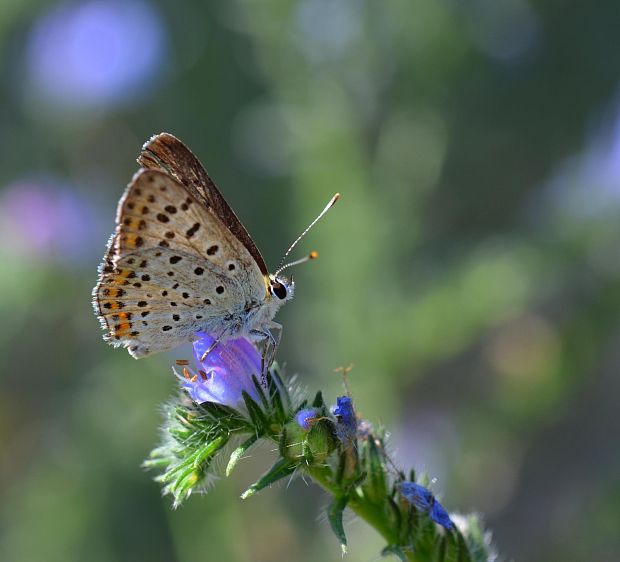 ohniváčik čiernoškvrnný Lycaena tityrus