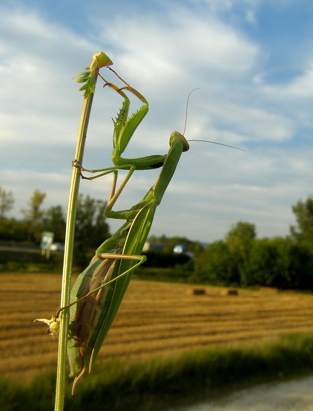 modlivka zelená Mantis religiosa