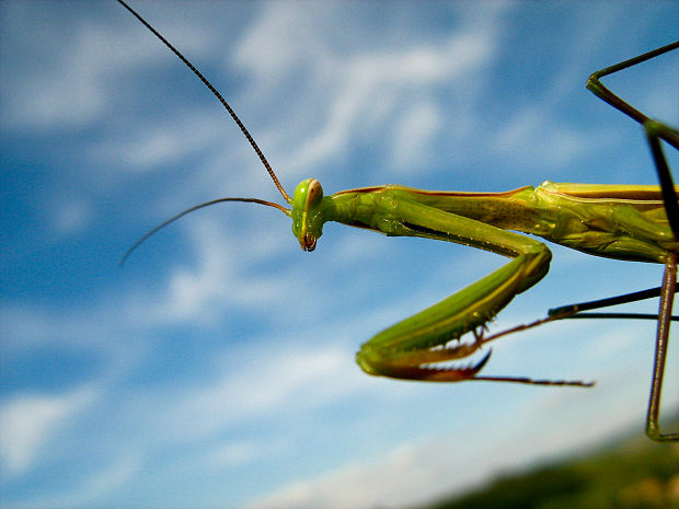 modlivka zelená Mantis religiosa