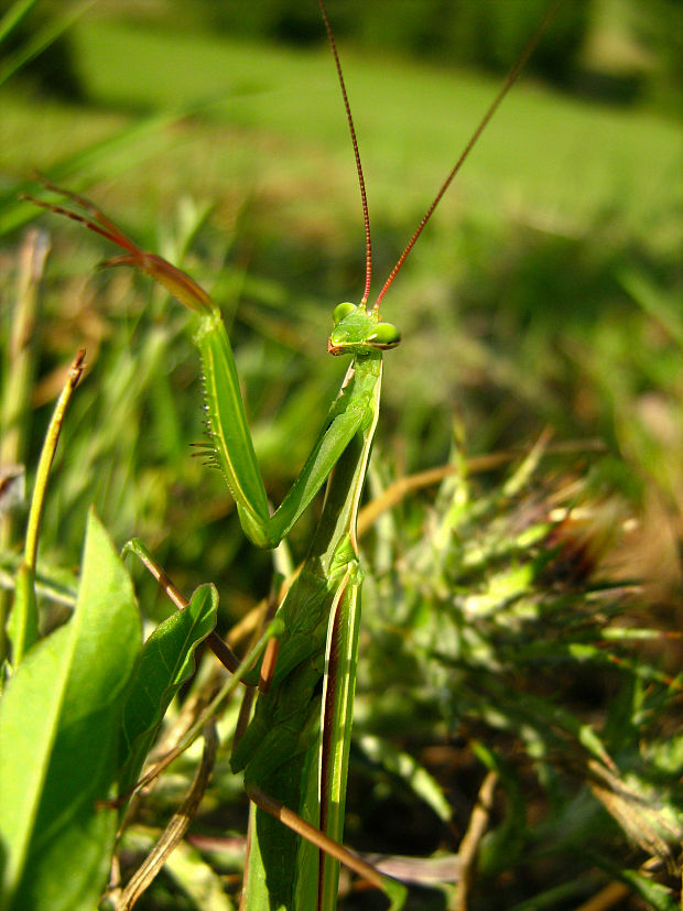 modlivka zelená Mantis reliogiosa