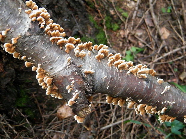 mäkkúšik kučeravý Plicaturopsis crispa (Pers.) D.A. Reid