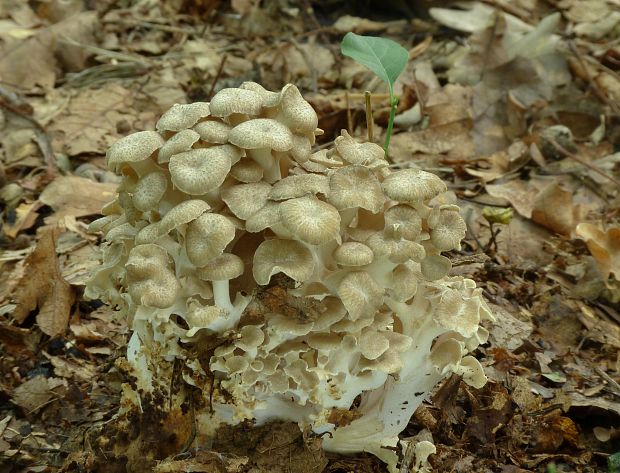 trúdnik klobúčkatý Polyporus umbellatus (Pers.) Fr.