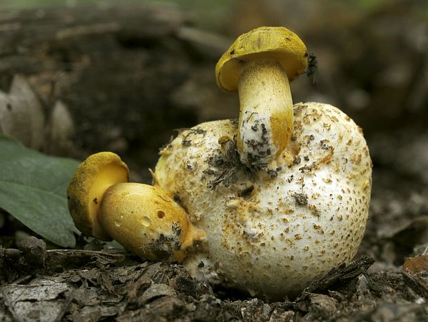 suchohríb cudzopasný Pseudoboletus parasiticus (Bull.) Šutara