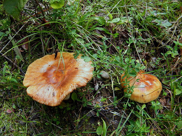 plávka smradľavá Russula foetens Pers.