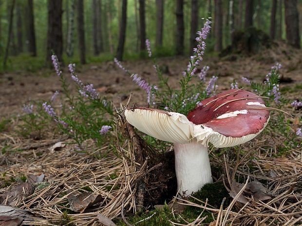 plávka jahodovočervená Russula paludosa Britzelm.