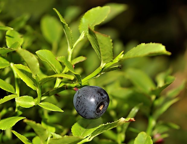 brusnica čučoriedková Vaccinium myrtillus L.