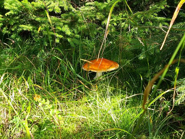 muchotrávka červená holá Amanita muscaria var. aureola (Kalchbr.) Quél.