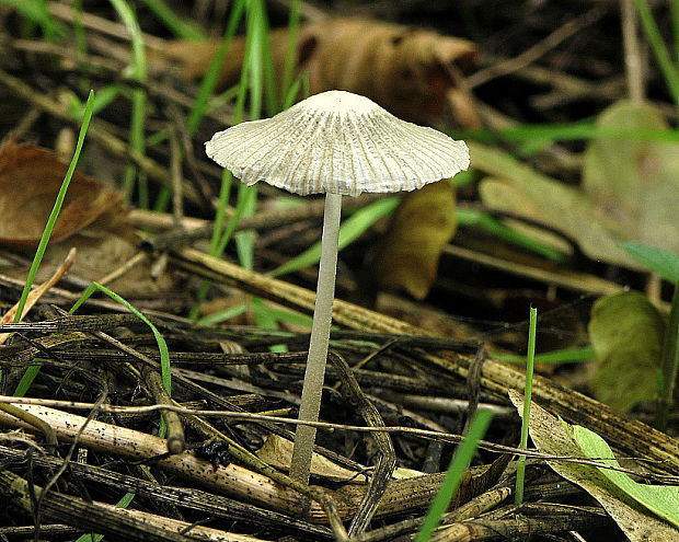 hnojník Coprinus sp.