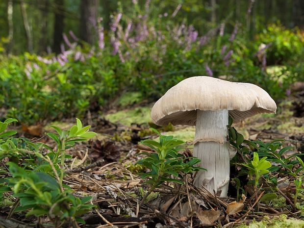 pavučinovec inovaťový Cortinarius caperatus (Pers.) Fr.