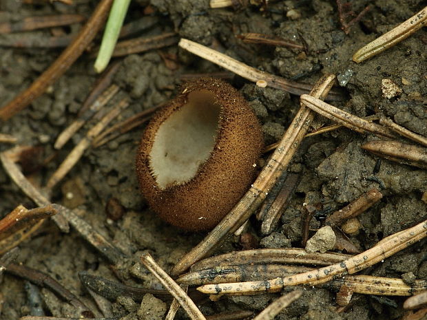 humária polguľovitá Humaria hemisphaerica (F.H. Wigg.) Fuckel