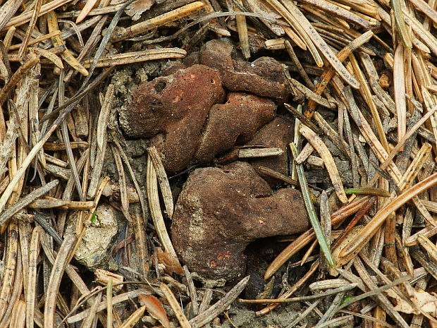 komôrkovka horská Hydnotrya suevica (Soehner) Trappe