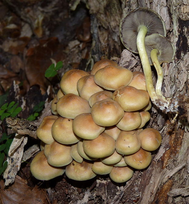 strapcovka zväzkovitá Hypholoma fasciculare (Huds.) P. Kumm.