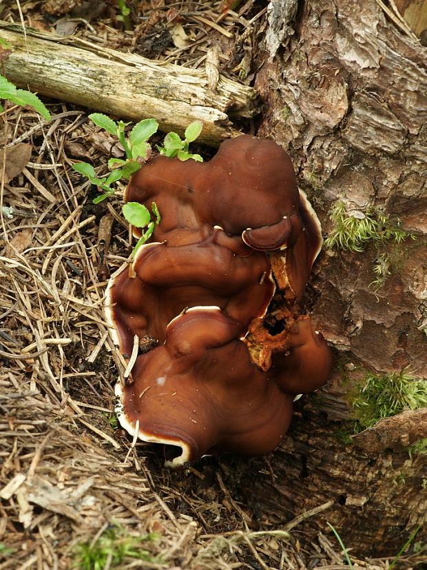 rizinka zvlnená Rhizina undulata Fr.