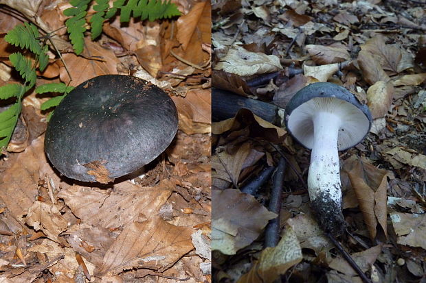 plávka modrastá Russula cyanoxantha (Schaeff.) Fr.