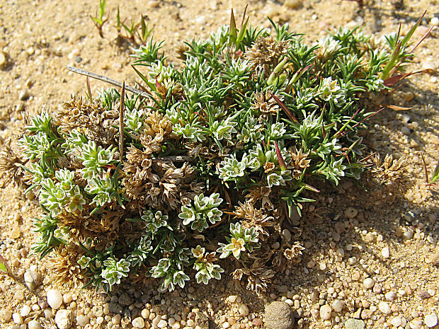 sklerant mnohoplodý Scleranthus polycarpos L.