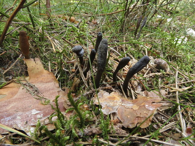 žezlovka srnková Tolypocladium ophioglossoides (J.F. Gmel.) Quandt, Kepler & Spatafora