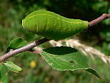 vidlochvost ovocný - larva