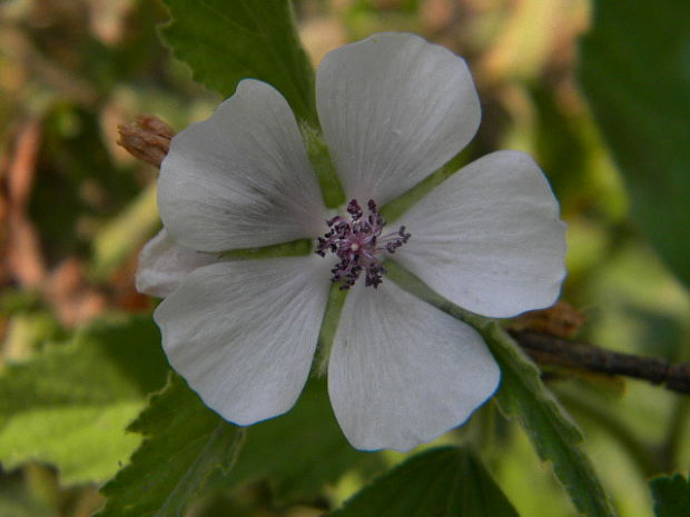 ibiš lekársky Althaea officinalis L.