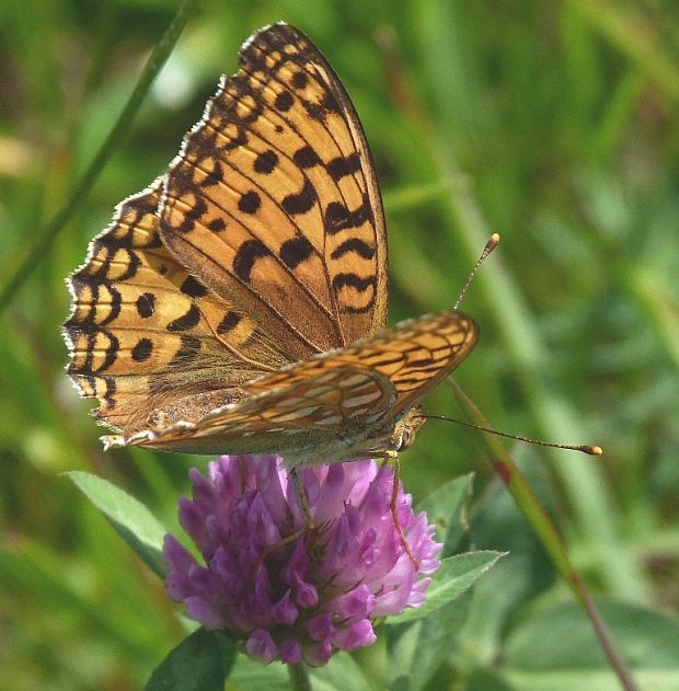 perlovec fialkový  Argynis adippe