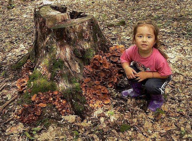 podpňovka bezprsteňová Armillaria socialis (DC.ex Fr.) Herink