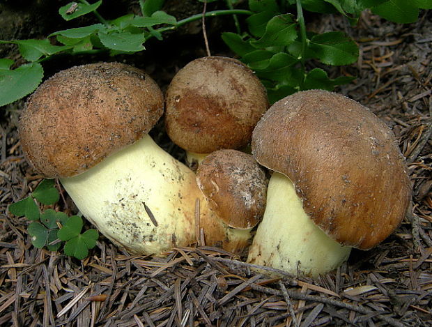 hríb príveskatý Butyriboletus appendiculatus (Schaeff. ex Fr.) Secr.