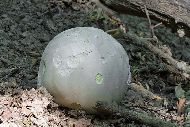 vatovec obrovský Calvatia gigantea (Batsch) Lloyd