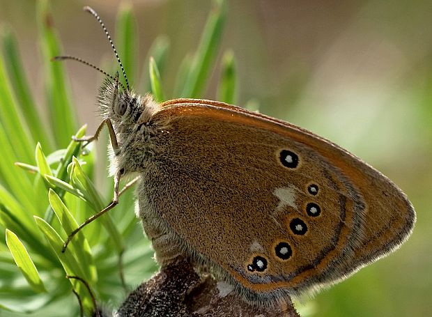 očkáň traslicový Coenonympha glycerion